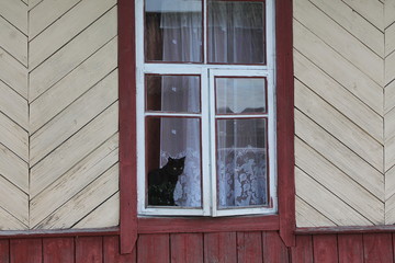 Obraz premium old wooden window with a black cat