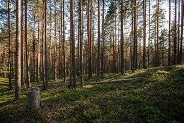 Obraz premium forest