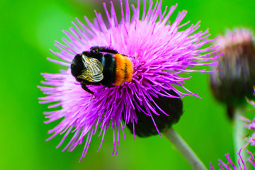 bee on a flower