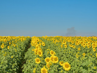 a beautiful sunflowers in the blue sky