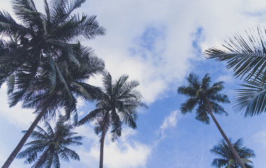 Fototapeta na wymiar Coconut trees and blue sky