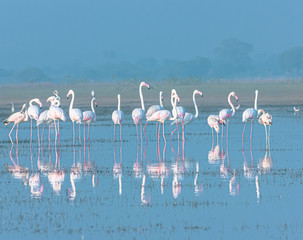 Fototapeta na wymiar group of flamingos