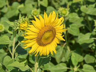 Obraz premium a beautiful sunflowers in the blue sky