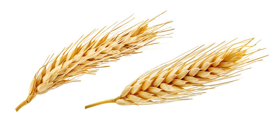 Fresh golden wheat ear isolated. Wheat ears composition close up, focus stacking, white background....
