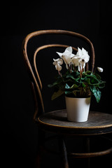 White cyclamen flower in pot on a rustic wooden chair in a dark mood
