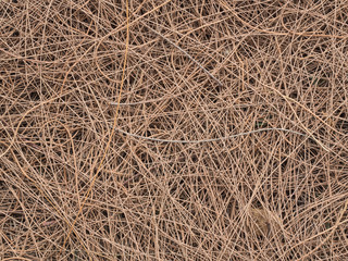 a beautiful texture pine leaves in nature