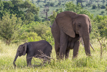African elephant cow and her calf isolated in the Kruger National Park in South Africa image in horizontal format