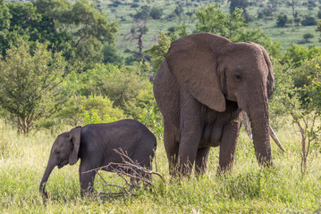 Fototapeta premium African elephant cow and her calf isolated in the Kruger National Park in South Africa image in horizontal format