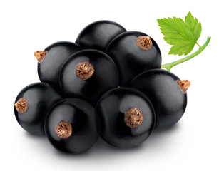 Twig of black currant with leaves isolated on a white background.