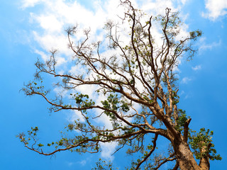 branches in the blue sky background