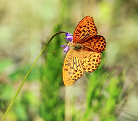 Butterfly on the top of the flower in the meadow