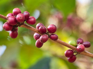 Coffee is an important economic crop in the world