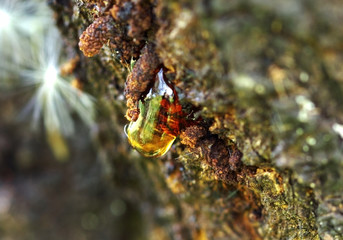Solid amber resin drops on a tree trunk. Macro shot