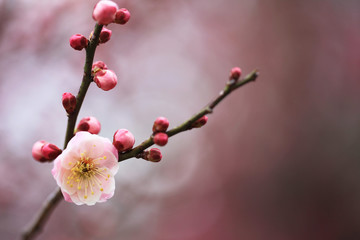 ピンク色の梅の花（無類絞り）
