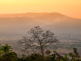landscape tree in the morning
