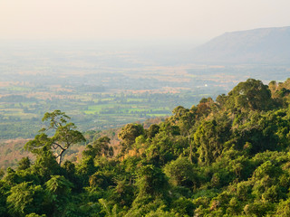 Fototapeta premium landscape tree in the morning