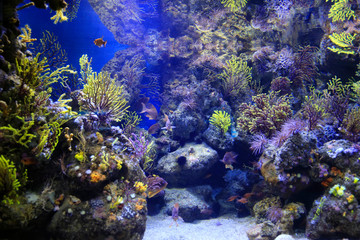 Fototapeta na wymiar Beautiful colorful marine animals