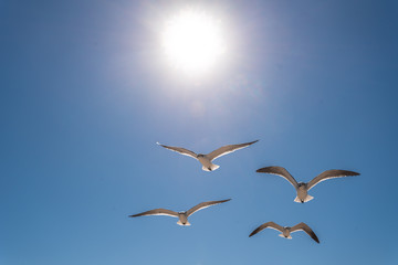 Fototapeta premium Seagull flock flying