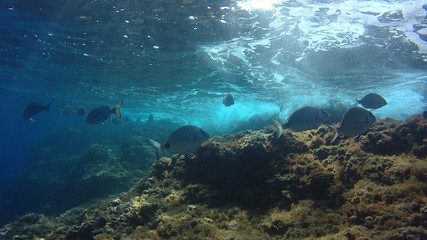Fototapeta premium coral reef with tropical fish