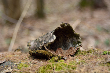 Old birch bark in the forest.
