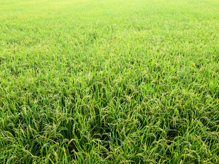 Rice is an economic crop in Asia