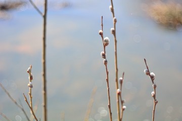 Spring Bud break on the trees.