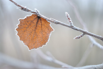Old leaves on trees.