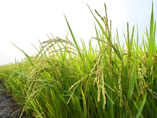 Rice is an economic crop in Asia