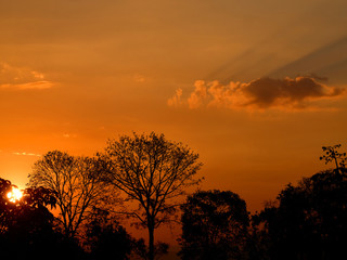 silhouette tree in the morning