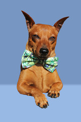 A brown miniature pincher sits on a light blue background. Portrait of a funny artist dog in a bow...