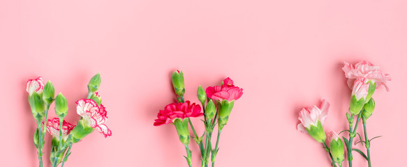 bouquet of different pink carnation flowers on pink background Top view Flat lay Holiday card 8 March, Happy Valentine's day, Mother's day concept Banner
