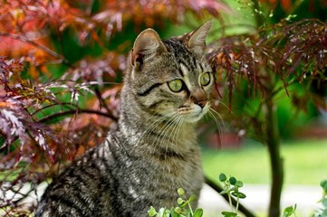 cat on a tree