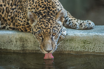 Thirsty Jaguar Cat