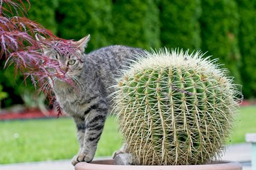 cat and cactus
