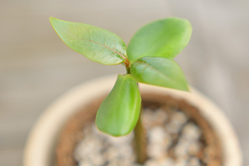 植物の芽