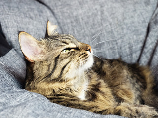 Beautiful gray cat on grey armchair bag sniffs the smell of food