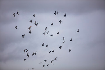 flock of pigeon flying over the cloudy sky 