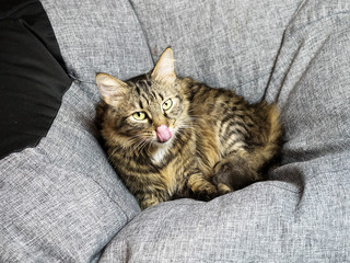 Beautiful striped cat lies on a gray armchair bag and licks his nose