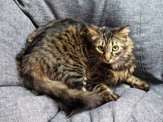 A pet cat with a beautiful color lies on a gray armchair bag and looks at the photographer