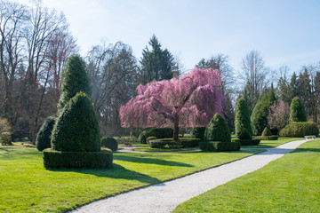 Green garden in spring