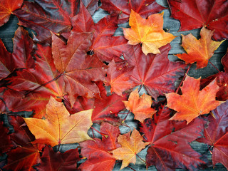 autumn background forest with maple trees and sunny beams