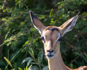 Portrait of a young impala ewe isolated in the Kruger National Park in South Africa image in horizontal format