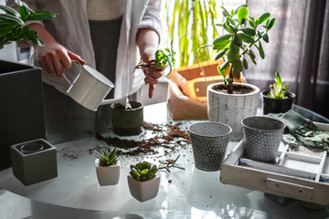 gardening  home. Girl replanting green pasture in home garden.indoor garden,room with plants
