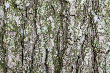 photo d'une écorce d'arbre en gros plan