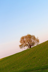 minimaler surrealer grüner baum auf einem hügel in der natur während der morgendämmerung, sonnenaufgang, symbol des lebens © shintartanya