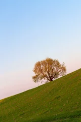 minimaler surrealer grüner baum auf einem hügel in der natur während der morgendämmerung, sonnenaufgang, symbol des lebens © shintartanya