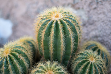 cactus in the garden