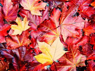 autumn background forest with maple trees and sunny beams