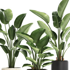 Naklejka na ściany i meble tropical plants Strelitzia in a pot on white background