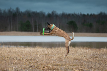 Belgian malinois dog catching a frisbee disc